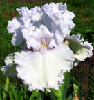 Iris - Vilkdalgis - Queen of Angels